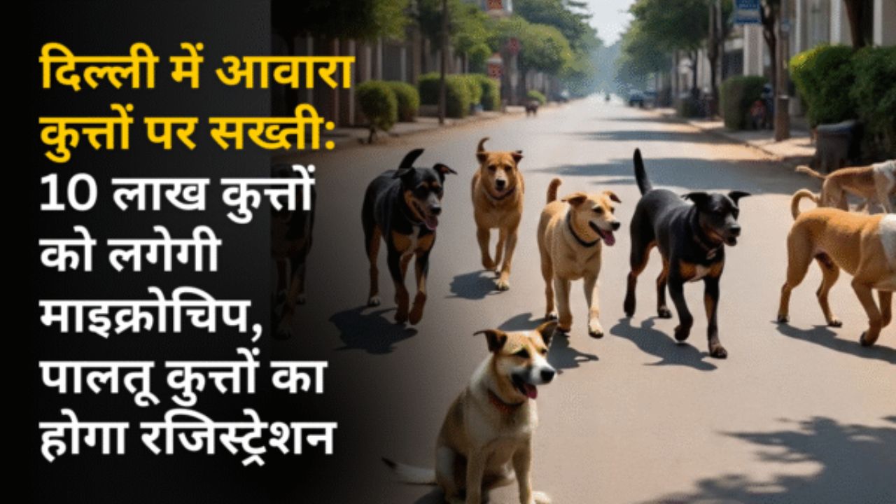 दिल्ली में आवारा कुत्तों पर सख्ती: 10 लाख कुत्तों को लगेगी माइक्रोचिप, पालतू कुत्तों का होगा रजिस्ट्रेशन