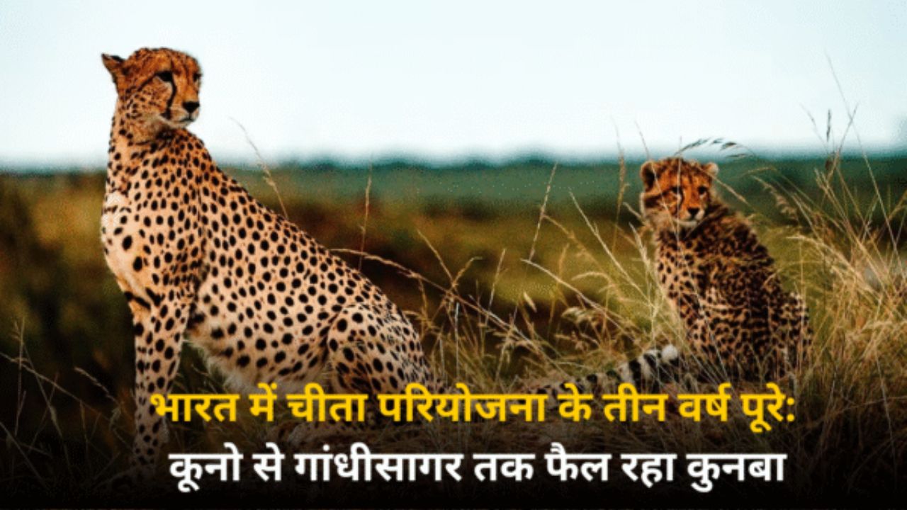 भारत में चीता परियोजना के तीन वर्ष पूरे: कूनो से गांधीसागर तक फैल रहा कुनबा