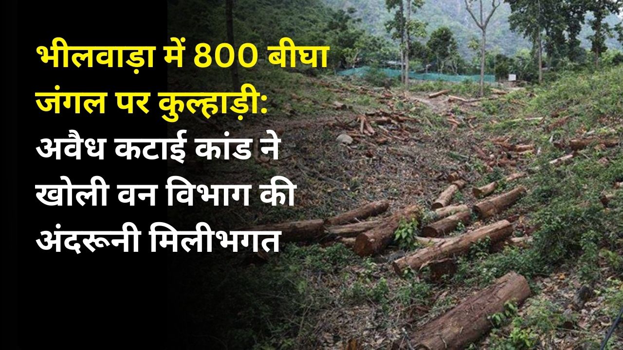 भीलवाड़ा में 800 बीघा जंगल पर कुल्हाड़ी: अवैध कटाई कांड ने खोली वन विभाग की अंदरूनी मिलीभगत