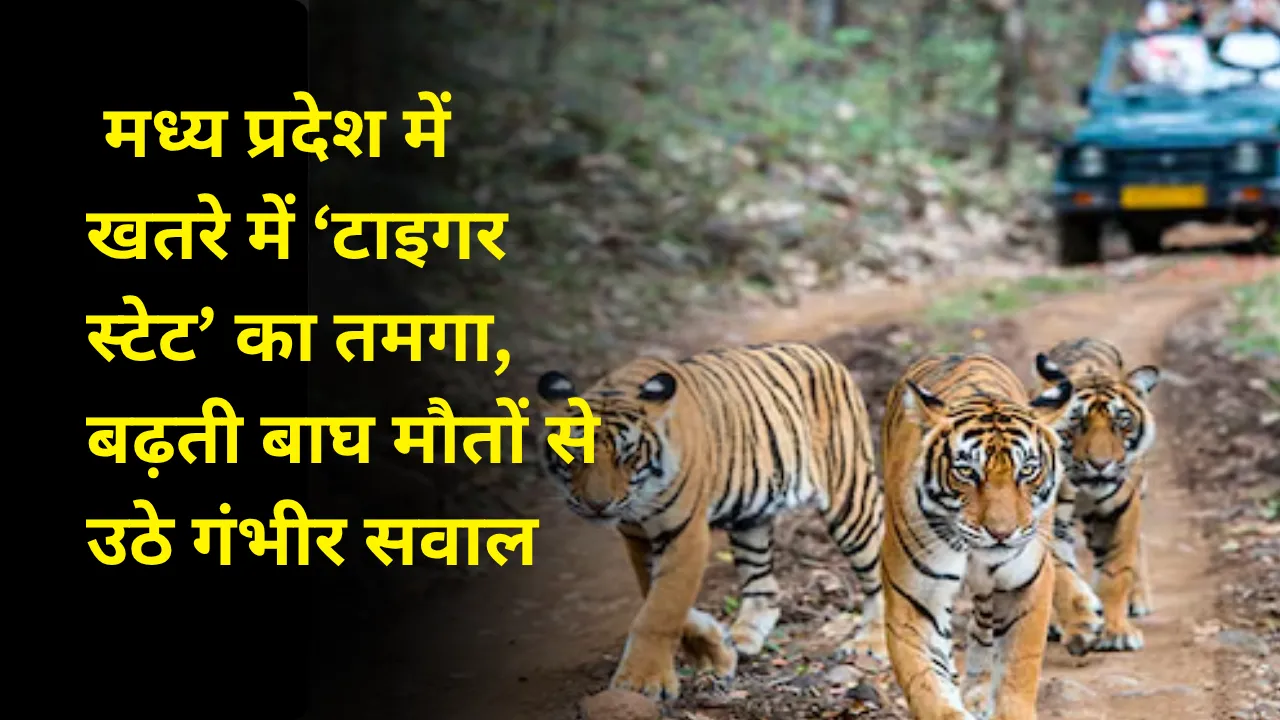 मध्य प्रदेश में खतरे में ‘टाइगर स्टेट’ का तमगा, बढ़ती बाघ मौतों से उठे गंभीर सवाल
