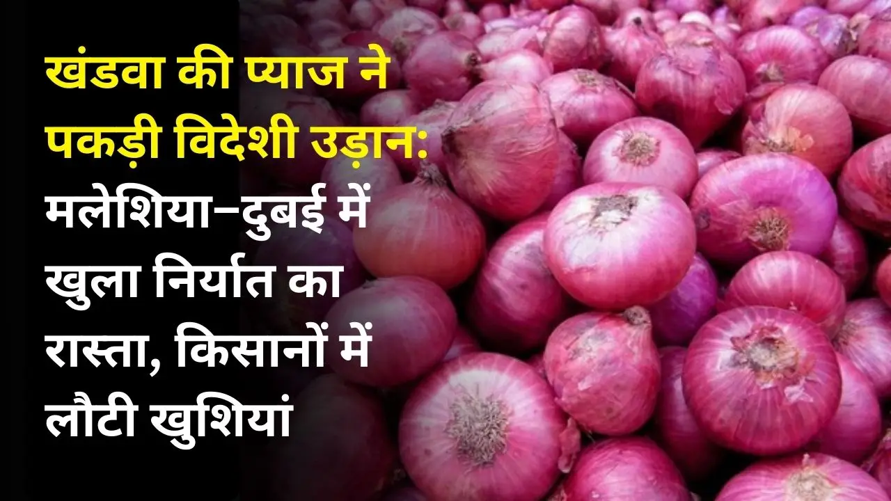 खंडवा की प्याज ने पकड़ी विदेशी उड़ान