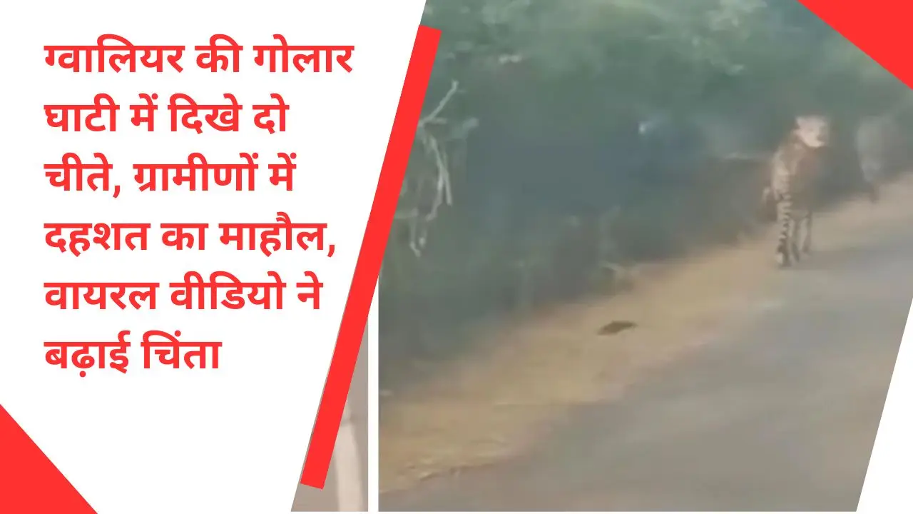 ग्वालियर की गोलार घाटी में दिखे दो चीते, ग्रामीणों में दहशत का माहौल