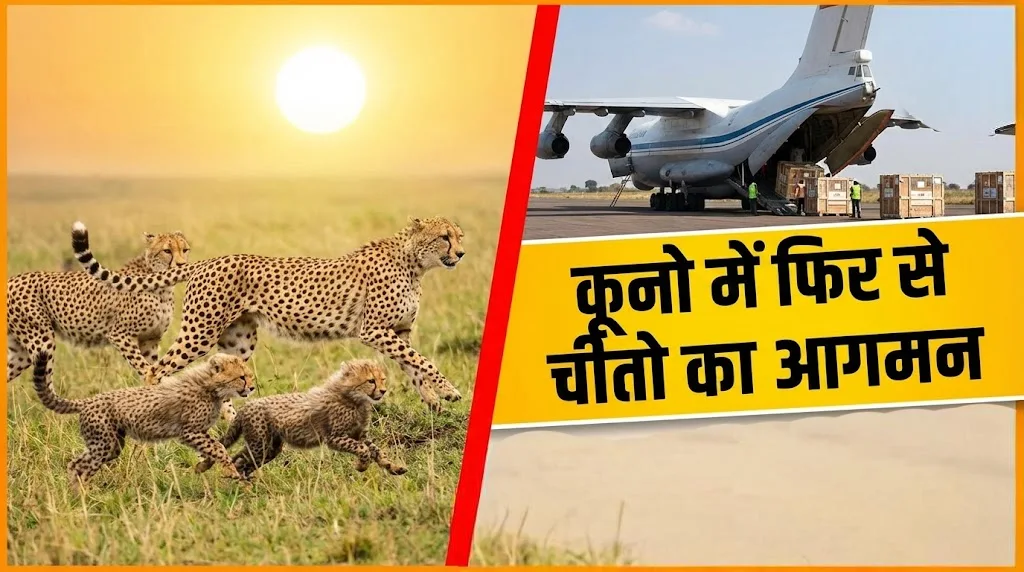 कूनो में फिर से चीतो का आगमन
