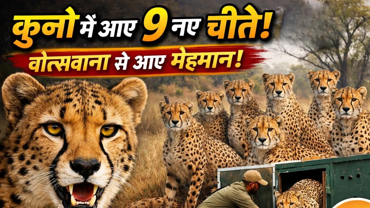 कूनो नेशनल पार्क में बोत्सवाना से आए 9 नए चीते