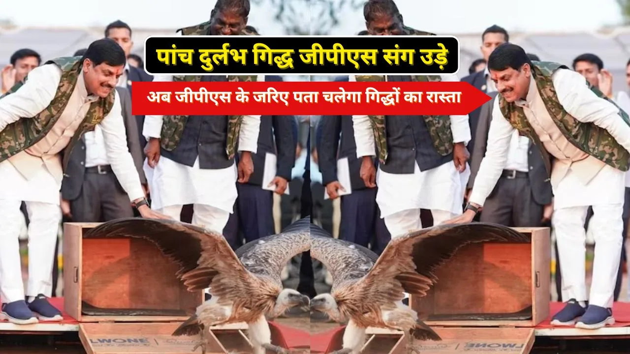 पांच दुर्लभ गिद्ध जीपीएस संग उड़े, अब जीपीएस के जरिए पता चलेगा गिद्धों का रास्ता