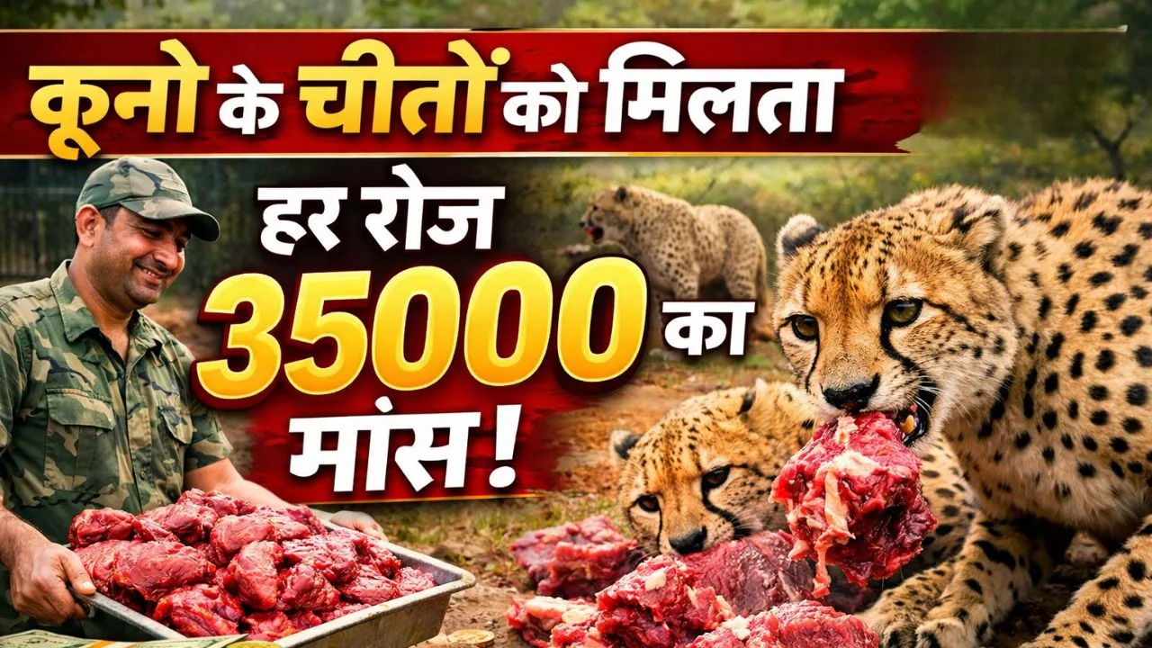 कूनो के चीतों को मिलता हर रोज 35000 का मांस