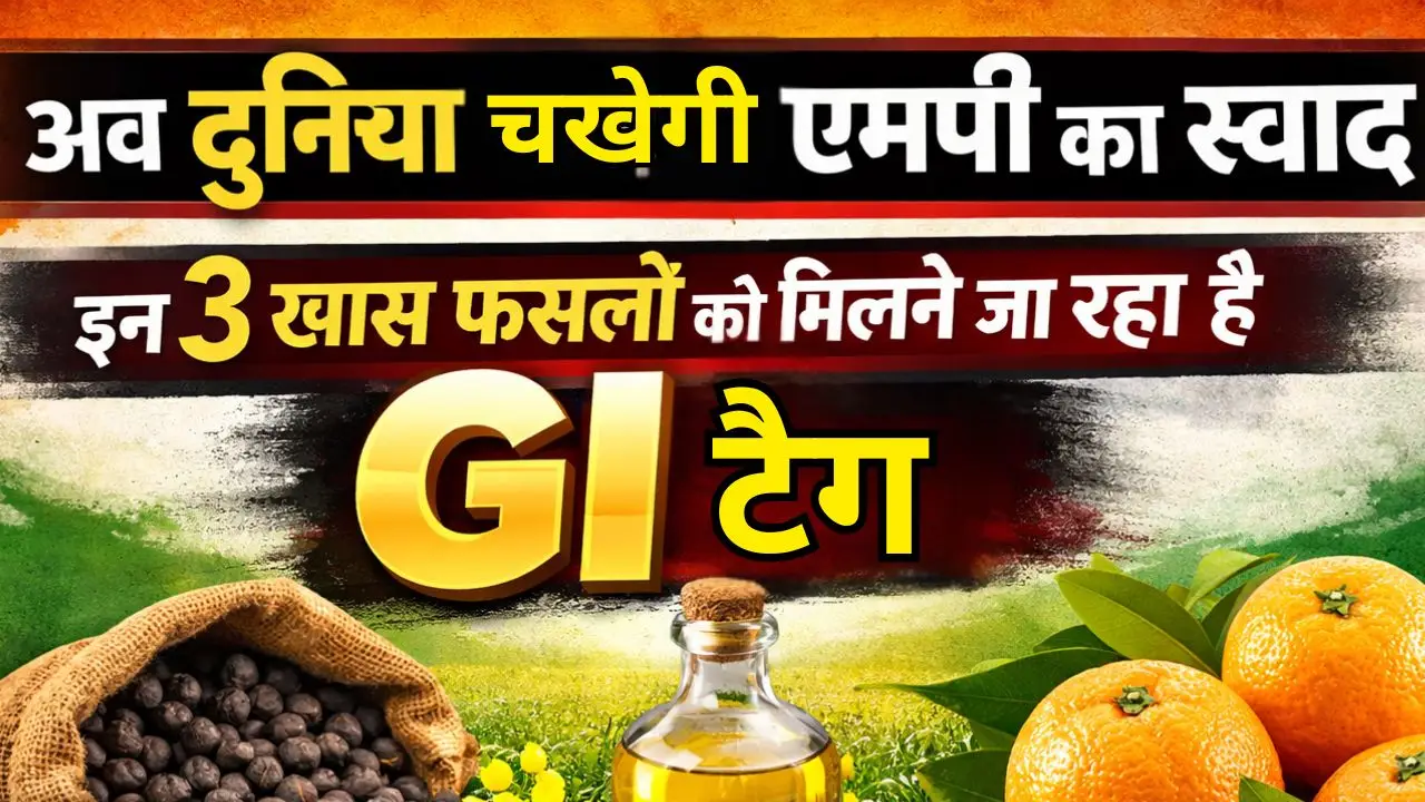 अब दुनिया चखेगी एमपी का स्वाद, इन 3 खास फसलों को मिलने जा रहा है GI टैग