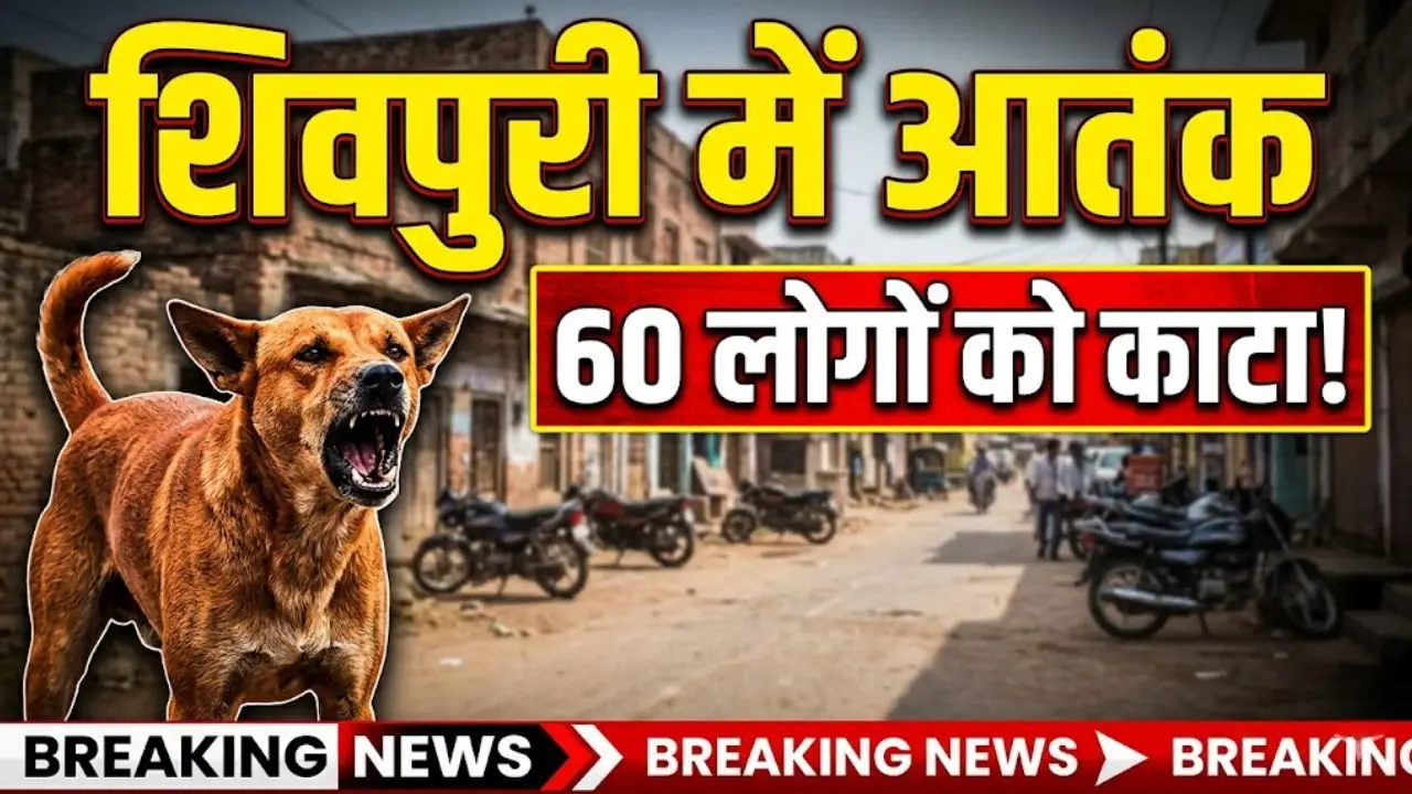 शिवपुरी में आवारा कुत्तों का कहर, एक ही दिन में 60 लोगों को बनाया निशाना