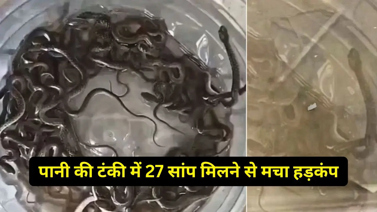 पानी की टंकी में 27 सांप मिलने से मचा हड़कंप